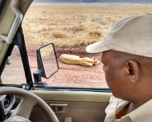 One of our Expert Safari Guides looking at a lion