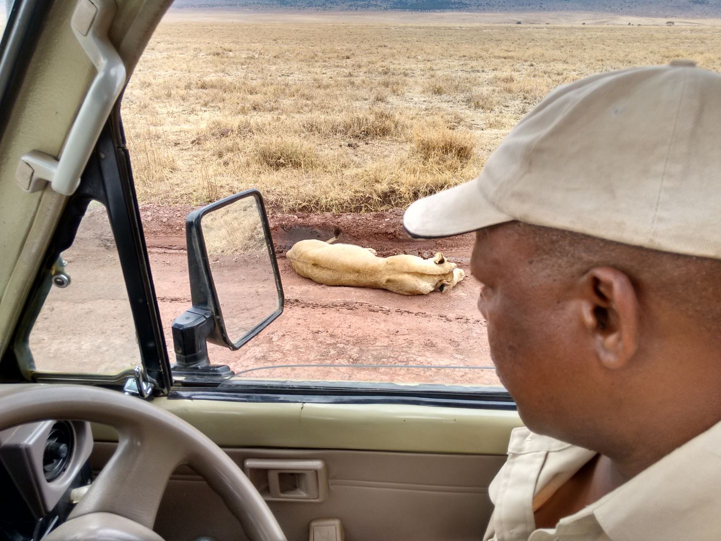 One of our Expert Safari Guides looking at a lion