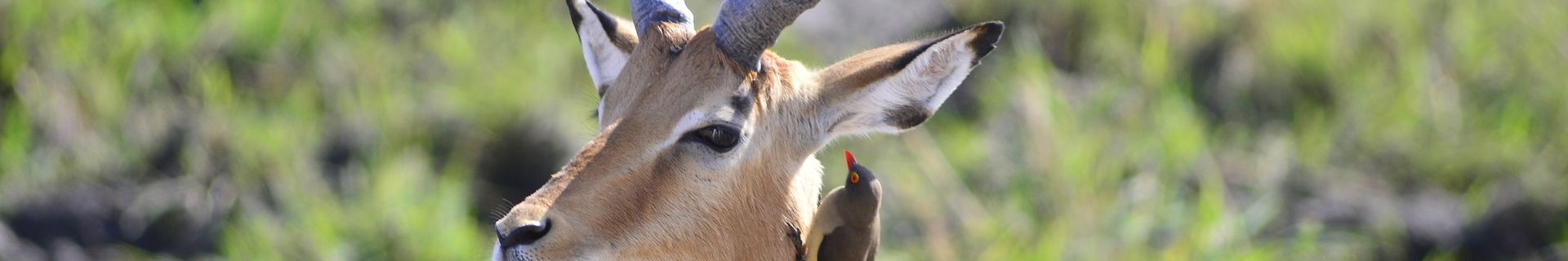 Symbiosis antelope and bird in Tanzania