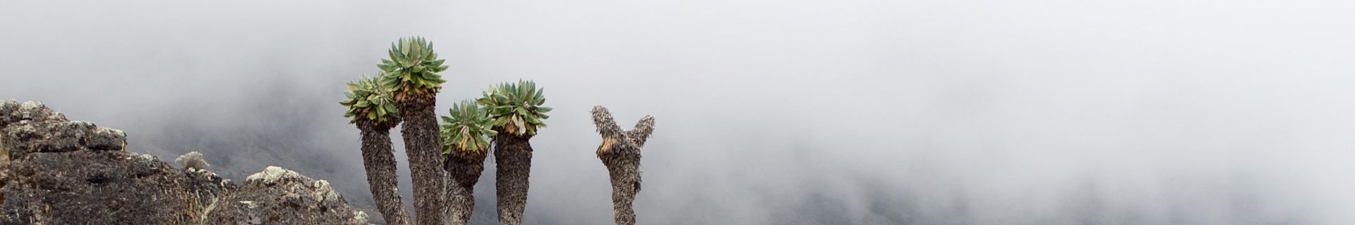 Lobelia Plant in dense fog, Mount Kilimanjaro