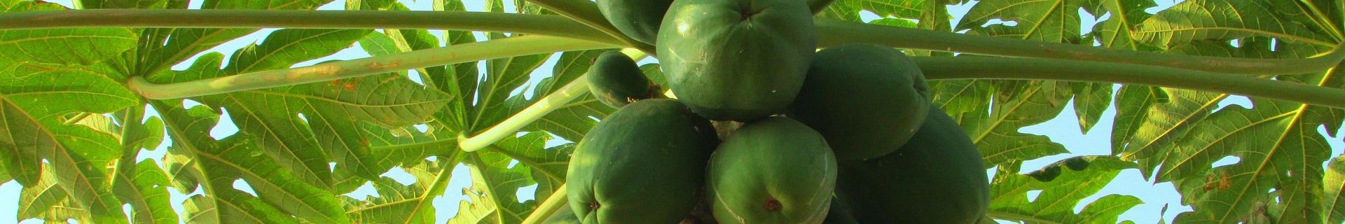 Papaya Fruits in Zanzibar
