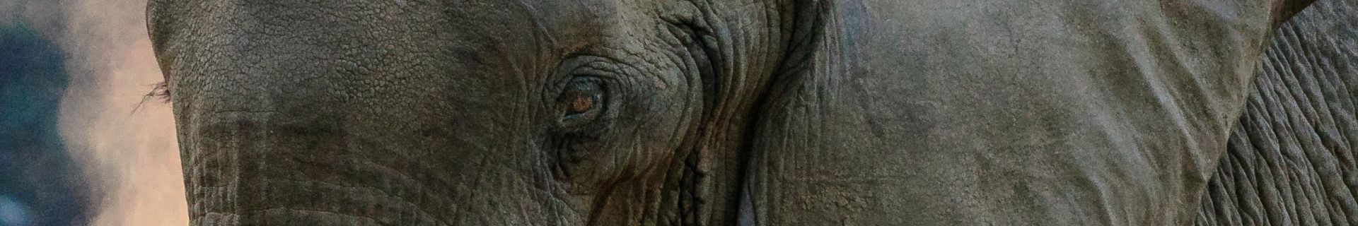 Elephant Close Up Tanzania