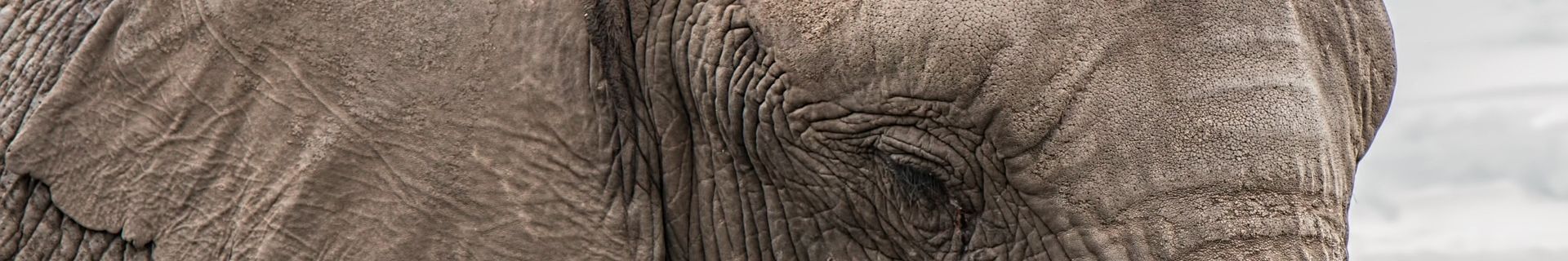 Elephant close up, Tarangire National Park