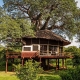 Tarangire Treetops Lodge Tree House